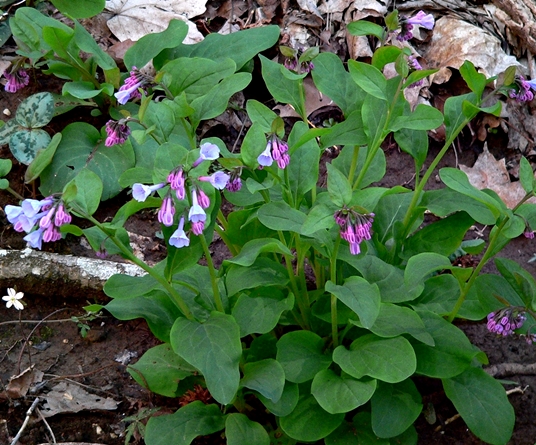 {Mertensia virginica}